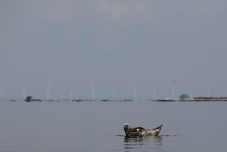 På toppen. En sæl boltrer sig ved Saltholm. Bestanden af sæler er vokset kraftigt i Østersøen, ved Vadehavet og  langs vestkysten af Danmark. Bestanden af gråsæler, der før var en truet art, er nu vokset til 40.000 alene i Østersøen til stor fortrydelse for fiskerne. 