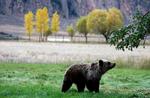 Udbrud. Nationalparken Yellowstone i USA ligger ovenpå en af verdens største supervulkaner. Ti kilometer over den flydende lava går gråbjørnene frit i det store naturområde. 