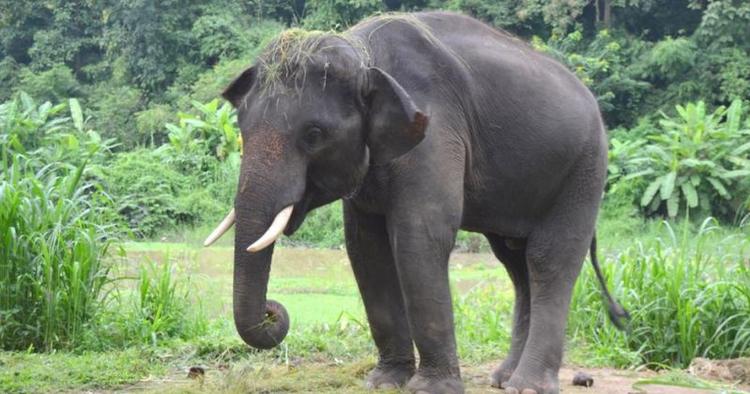 Boykot. 15 førende rejsebureauer har valgt ikke at tilbyde elefant-rideture længere. Istedet kan man opleve dem i deres natulige element. 