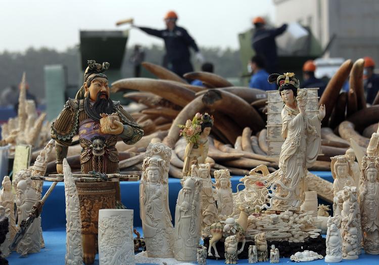 Signalværdi. Kinesiske myndigheder i gang med at destruere seks ton illegalt handlet og konfiskeret elfenben. Kina forsøger med dagens begivenhed at markere, at man tager bekæmpelse af krybskytteri alvorligt.  Foto: AP/Vincent Yu 