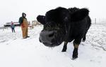 APTOPIX Deep Freeze Livestock