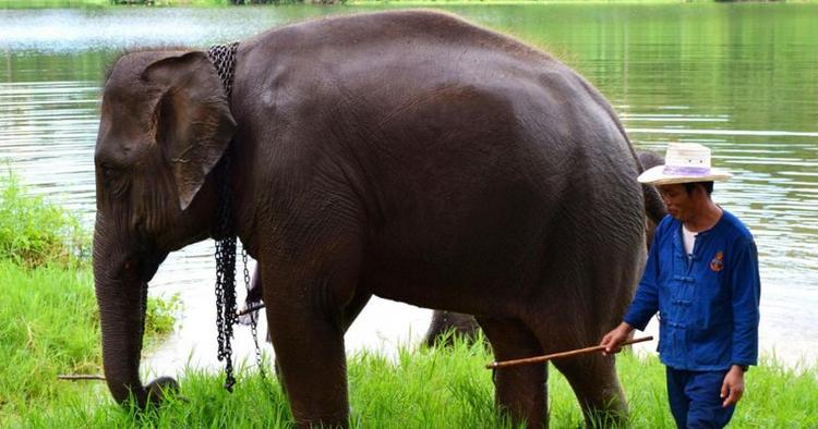 Vandhunde. To gange om dagen føres dyrene til en sø, hvor de bader og hygger sig. 