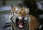Farlig. En vild tiger menes at have dræbt fire landsbyboere i det nordlige Indien i løbet af 12 dage. Delstatens regering har indledt en proces for at kunne erklære tigeren for en »menneskedræber«, hvilket vil gøre det lovligt at dræbe det ellers fredede dyr, oplyser en lokal embedsmand. 