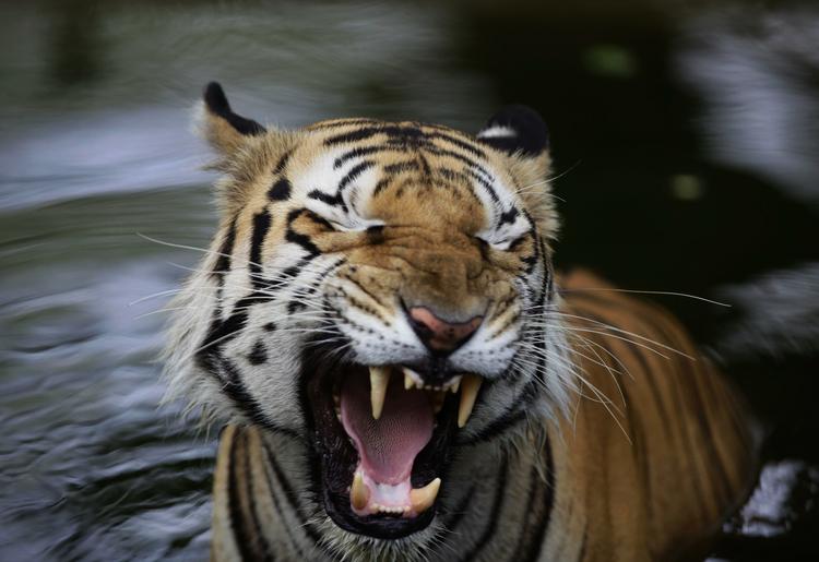 Farlig. En vild tiger menes at have dræbt fire landsbyboere i det nordlige Indien i løbet af 12 dage. Delstatens regering har indledt en proces for at kunne erklære tigeren for en »menneskedræber«, hvilket vil gøre det lovligt at dræbe det ellers fredede dyr, oplyser en lokal embedsmand. 