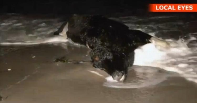 Miljø. Endnu en ko skyllede mandag i land ved Glænø Strand ved Skælskør. 