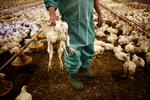 Fødevaresikkerhed. Flere EU-lande blokerer »af principielle årsager« for, at danske forbrugere kan opnå en højere sikkerhed for salmonellafri kyllinger. - Foto: 