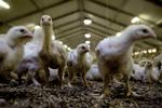 Salmonella. Fødevareminister Dan Jørgensen (S) skal finde stridsøksen frem og kæmpe for, at Danmark fremover kan stille strengere krav til kyllingekød fra andre EU-lande, mener  EU-parlamentariker Morten Messerschmidt (DF), efter at en række lande i EU har afvist et årelangt dansk ønske om højere sikkerhed for salmonellafri kyllinger. - Foto: 