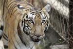 Vild. En tiger har dræbt syv indere. Den har angiveligt forladt et tigerreservativ. 