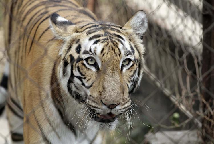 Vild. En tiger har dræbt syv indere. Den har angiveligt forladt et tigerreservativ. 