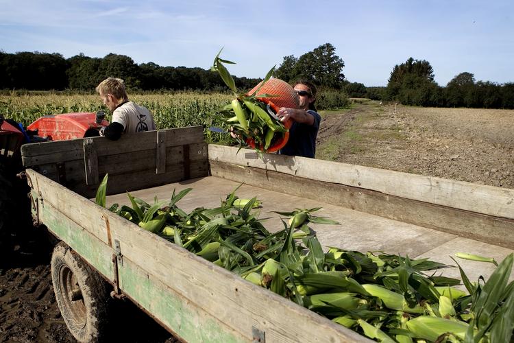 afgrøder. EU-landene skal i de kommende uger endeligt skal sige ja eller nej til en ny gmo-majs, 12 år efter at ansøgningen blev indgivet. 