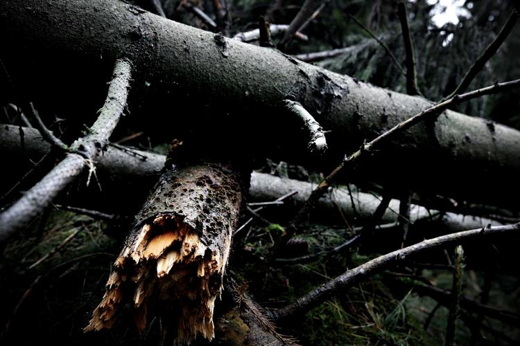 Skovkroner. Mange skovejere blev ramt hårdt af de to storme i november og december. Nuåbnes der op for erstatning. 