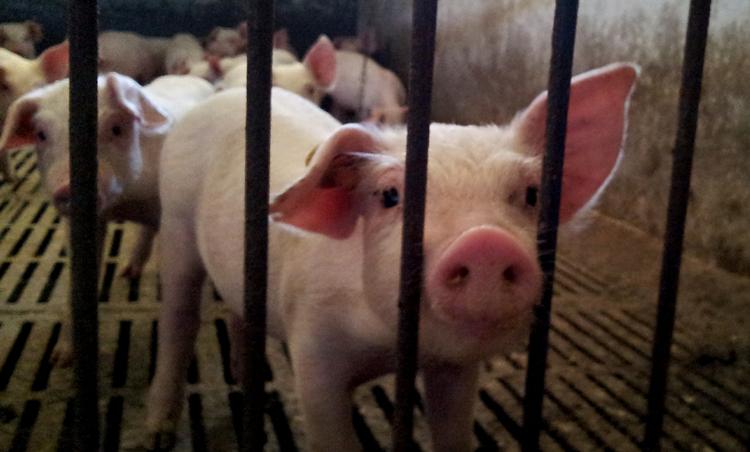 syge. De seneste tal viser, at 88 procent af danske slagtesvin er smittet med MRSA-bakterier. 