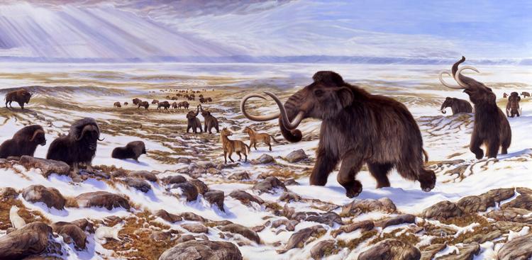 Uddød. Megafaunaens pattedyr tæller blandt andre mammutten, steppebisonen, vildhesten og det behårede næsehorn. De store dyr uddøde efter istiden for godt 25.000 år siden, som tog livet af deres primære føde, urterne. 