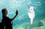 Familieligheder. Nordsøen Oceanariums nye vinterudstilling, Dyret i dig, undersøger hvilke ligheder og fællestræk, der er mellem mennesker og dyr. 