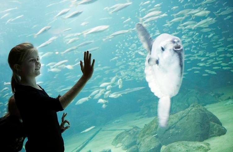 Familieligheder. Nordsøen Oceanariums nye vinterudstilling, Dyret i dig, undersøger hvilke ligheder og fællestræk, der er mellem mennesker og dyr. 