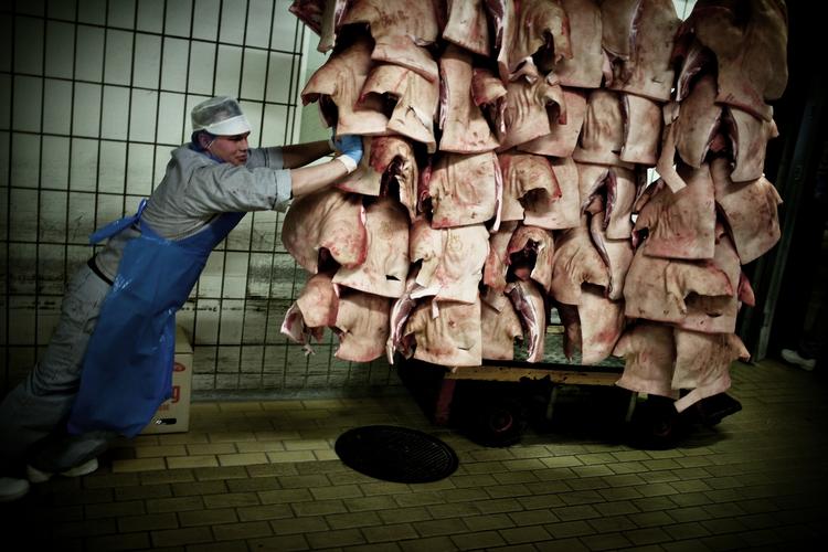 Det ligner en kamp for overlevelse, når de ansatte på fem jyske slagterier i disse dage  tager stilling til nyt udspil fra Danish Crown. Selskabet vil have lønudgifterne ned. (arkiv) 
