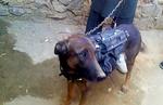 Gidsel. Den kidnappede militærhund. Billedet stammer fra den video, Taleban har lagt på internettet. Foto: Video fra Taleban/AP 