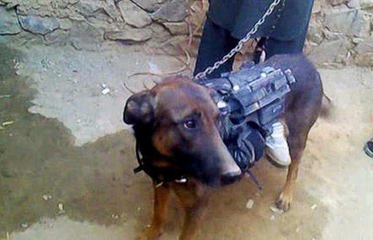 Gidsel. Den kidnappede militærhund. Billedet stammer fra den video, Taleban har lagt på internettet. Foto: Video fra Taleban/AP 