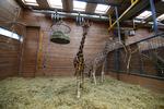 Dødsmærket. Giraffen Marius bliver aflivet i morgen kl 10 i Københavns Zoo. Bagefter får de besøgende lejlighed til at følge med i obduktionen af dyret. 