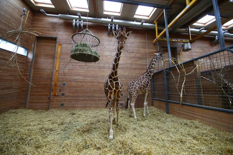 Dødsmærket. Giraffen Marius bliver aflivet i morgen kl 10 i Københavns Zoo. Bagefter får de besøgende lejlighed til at følge med i obduktionen af dyret. 