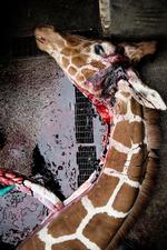 Død. Giraffen Marius har fået megen opmærksomhed i medierne. Både i live og efter aflivningen. 