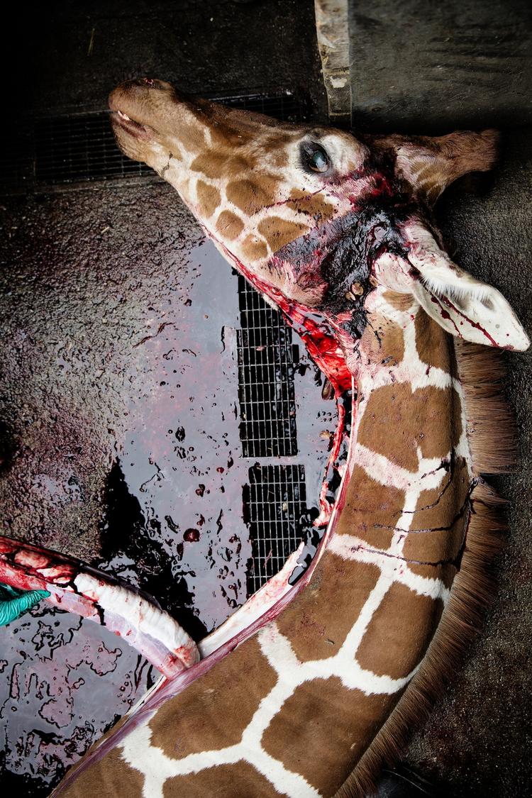 Død. Giraffen Marius har fået megen opmærksomhed i medierne. Både i live og efter aflivningen. 