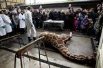 Aflivning. Giraffen Marius måtte lade livet i Københavns Zoo i går. 