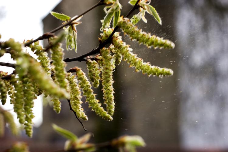 POLLEN. Forårstegnene pynter i vinterlandskabet, men gør livet surt for allergikere. 
