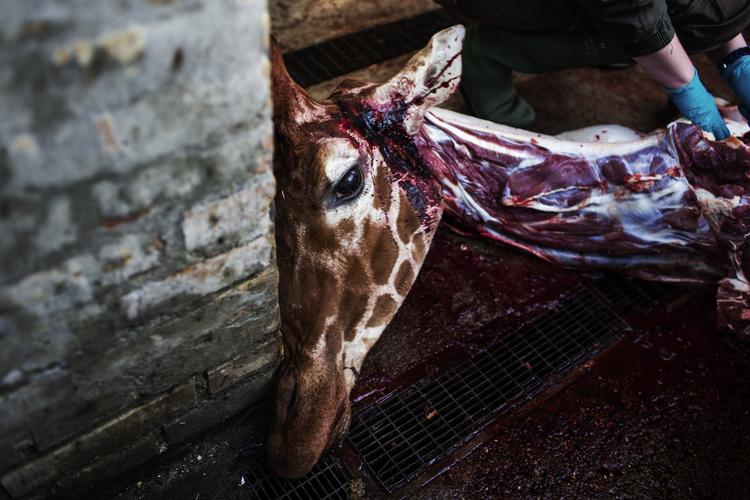 Skudt. De seneste dage har Københavns Zoo været udsat for både stor opmærksomhed og endnu større kritik efter historien om aflivningen af den unge giraf Marius, 