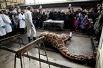 Girafdrab. Søndag blev giraffen Marius aflivet og obduceret foran et publikum i København Zoo. Det har vakt vrede verden over. 