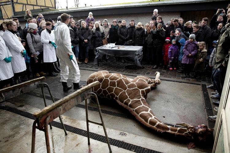 Girafdrab. Søndag blev giraffen Marius aflivet og obduceret foran et publikum i København Zoo. Det har vakt vrede verden over. 