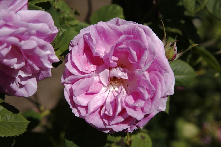 Gødning. En læser vil vide, hvilken form for gødning der er bedst at bruge til sine roser, der er plantet på en ås. 