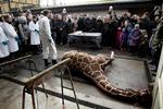Postyr. Giraffen Marius bliver obduceret i Københavns Zoo. 