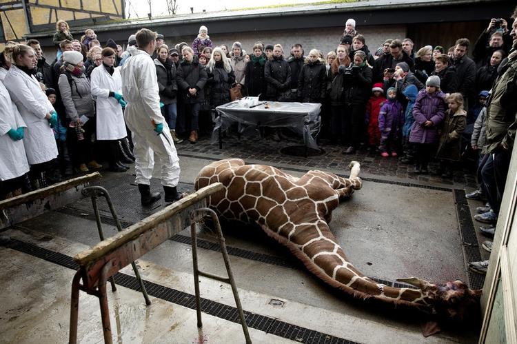 Postyr. Giraffen Marius bliver obduceret i Københavns Zoo. 