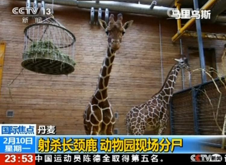 Branding. Også kinesiske medier interesserer sig om sagen om aflivningen og slagtningen af en giraf i Københavns Zoo. 
