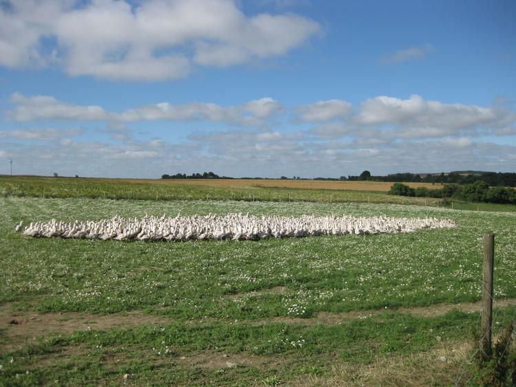 Andeliv. Ænderne fra Linbjerggård er vokset op på masser af plads og har en god historie med i bagagen. Det er populært blandt kunderne. Foto: Espen Nielsen. 