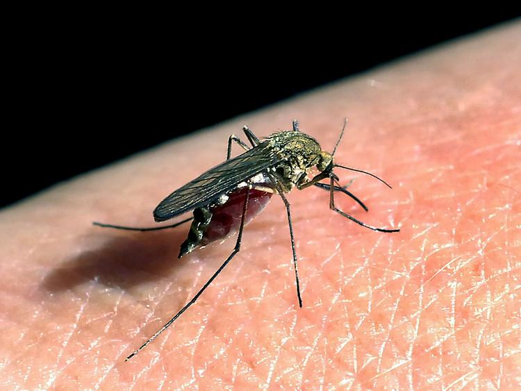 Blodsuger. Malariamyggen 'anopheles' var særligt egnet som åben. 