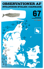 net strandede hvaler i danmark MP13469