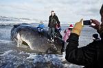 Tilløbsstykke. Hele dagen har især børnefamillie taget turen til Henne Strand ved Vesterhavet for at se de to strandede kaskelothvaler. 
