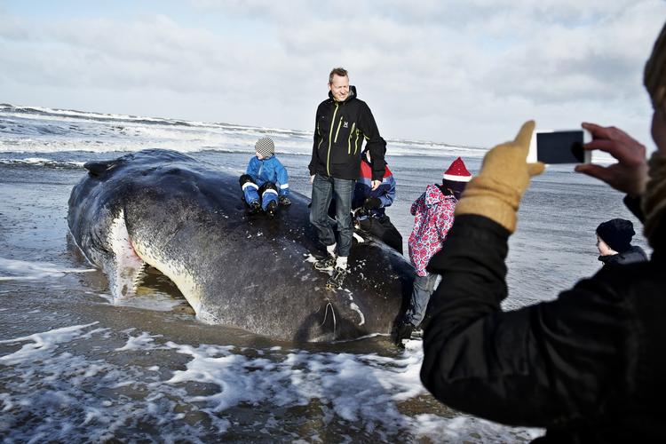 Tilløbsstykke. Hele dagen har især børnefamillie taget turen til Henne Strand ved Vesterhavet for at se de to strandede kaskelothvaler. 