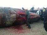 Partering af to strandede hvaler på Henne Strand trækker nysgerrige tilskuere til. Her er det underkæben, der igår blev fjernet fra den ene af kaskelothvalerne. 