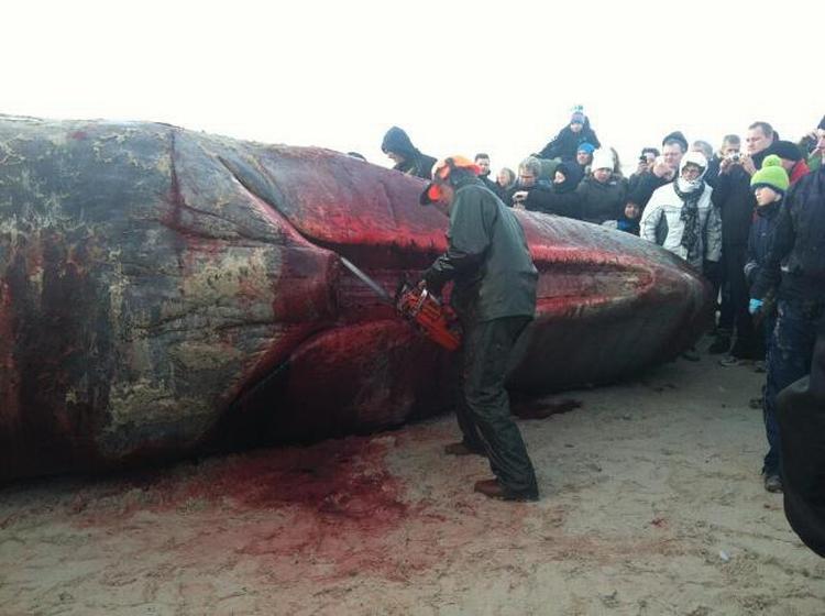 Partering af to strandede hvaler på Henne Strand trækker nysgerrige tilskuere til. Her er det underkæben, der igår blev fjernet fra den ene af kaskelothvalerne. 