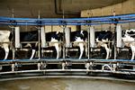 Mælekvoter. Fødevareminister Dan Jørgensen (S) kæmper for, at danske mælkebønder skal slippe for at betale enorme millionbøder for at producere mere mælk, end EU's mælkekvoter tillader. - Foto: 