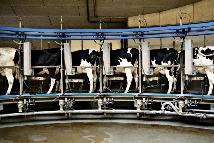 MÆLK. Stigende efterspørgsel fra udlandet og lønsom ingrediensforretning gav Arlas mælkebønder et markant forbedret resultat i 2013. 