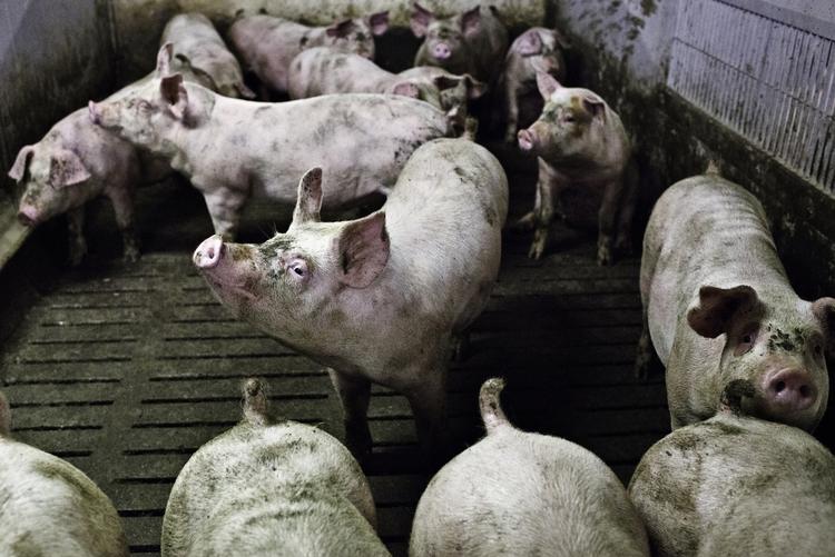 Medicin. »Det nedsatte forbrug af anibiotika gav simpelthen  for mange syge dyr«,  siger Poul Bækbo, chef for den veterinære forskningsafdeling ved Videncenter for Svineproduktion, som forklaring på, at svineproducenter igen bruger mere antibiotika. - Foto: 