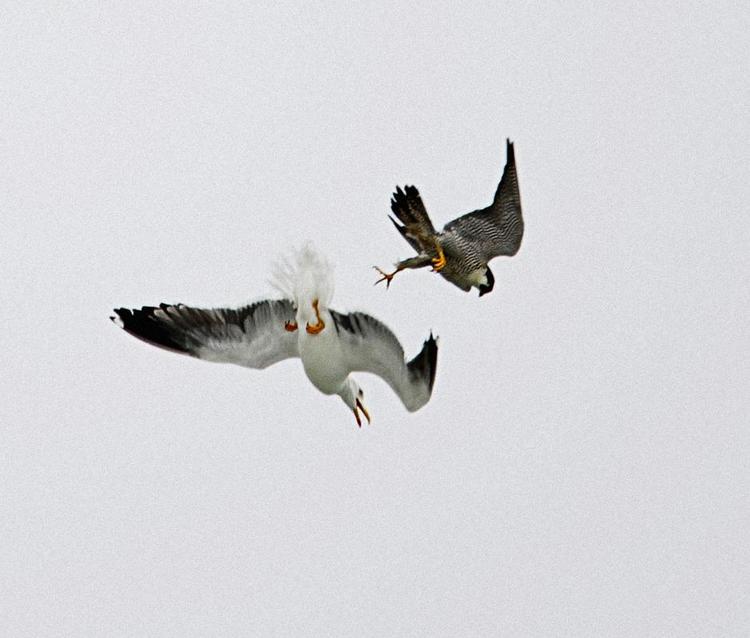 Jagtmester. Vandrefalken i brøkdelen af et sekund, før den rammer en sølvmåge med sine kløer. Mågen vil kun blive såret, men vil nødlande et sted, hvorpå falken sætter sig på den og klipper halsen over med sit næb. Billedet er fra Stevns Klint, hvor vandrefalken yngler.