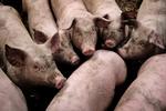 Smittefare. Nordkoreas landsbrugsministerium har meddelt, at mindst 3.200 svin er smittet med mund- og klovsyge. Nogle er døde af sygdommen, og de fleste er slagtet. Dyrene på billedet er danske. - Foto: 