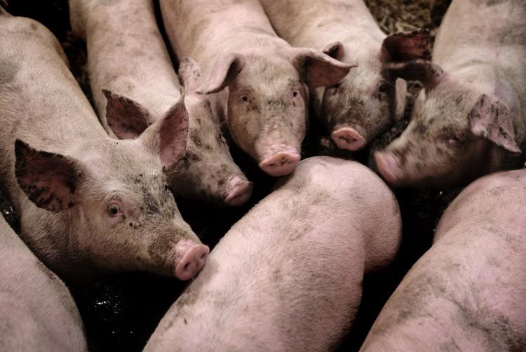 Smittefare. Nordkoreas landsbrugsministerium har meddelt, at mindst 3.200 svin er smittet med mund- og klovsyge. Nogle er døde af sygdommen, og de fleste er slagtet. Dyrene på billedet er danske. - Foto: 