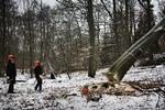 Skovdrift. Hvis artstabet i skovene skal standses, skal en række meget store og sammenhængende skovarealer have lov til at være skov i fred. Altså ikke 'naturnær skovdrift', men nul skovdrift. 
