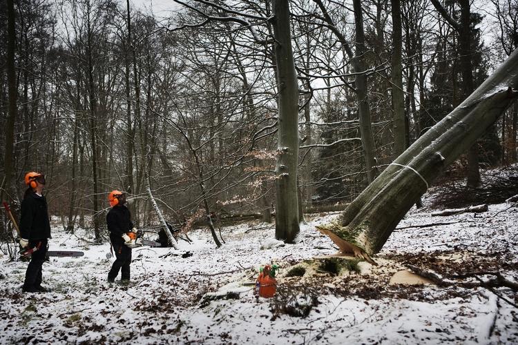 Skovdrift. Hvis artstabet i skovene skal standses, skal en række meget store og sammenhængende skovarealer have lov til at være skov i fred. Altså ikke 'naturnær skovdrift', men nul skovdrift. 